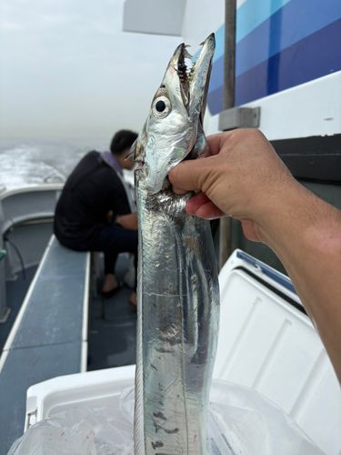 タチウオの釣果