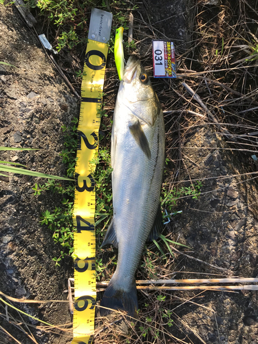 シーバスの釣果