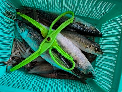 サバの釣果