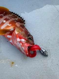アカハタの釣果