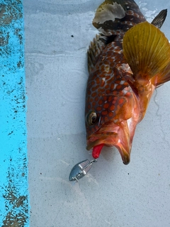 キジハタの釣果