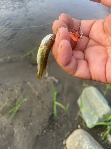 アブラハヤの釣果