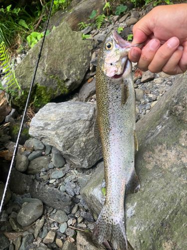 ニジマスの釣果