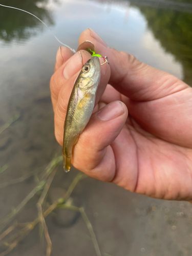 アブラハヤの釣果
