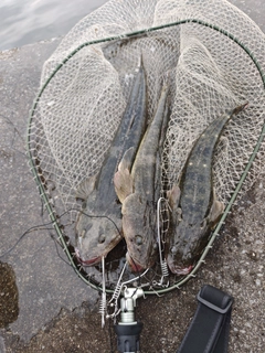 マゴチの釣果