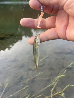 アブラハヤの釣果