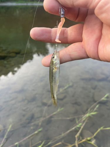 アブラハヤの釣果