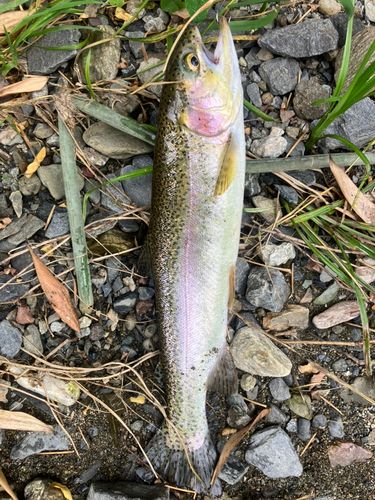 ニジマスの釣果