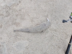 マゴチの釣果