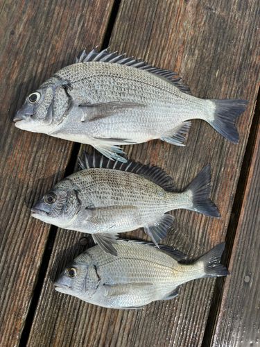 チヌの釣果