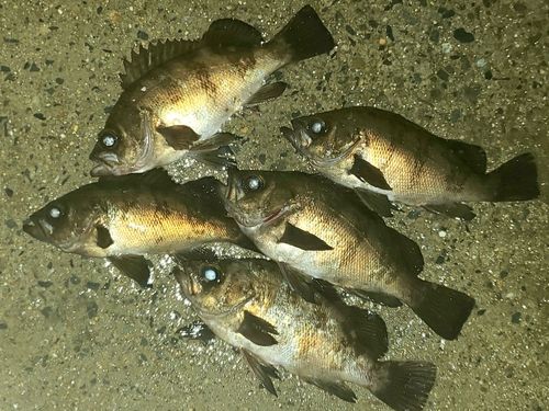 メバルの釣果