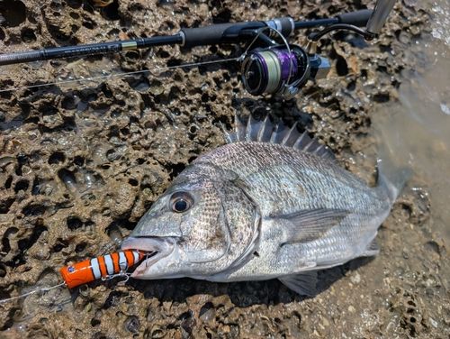 クロダイの釣果
