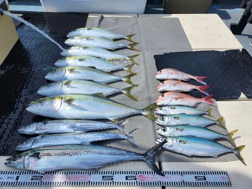 ハマチの釣果