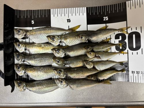 アジの釣果