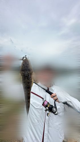 キジハタの釣果