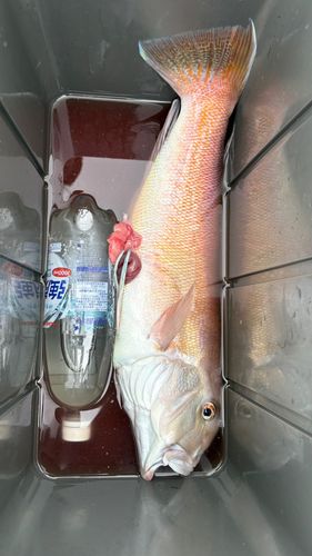 シロアマダイの釣果