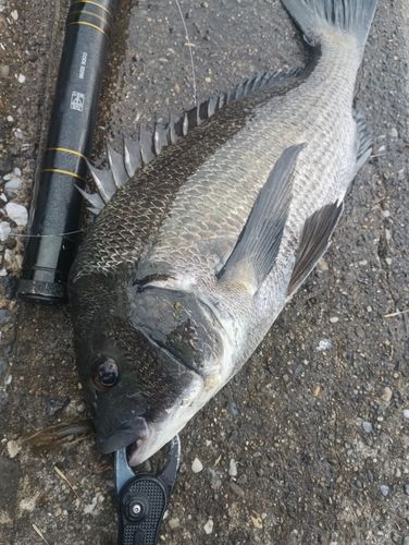 チヌの釣果
