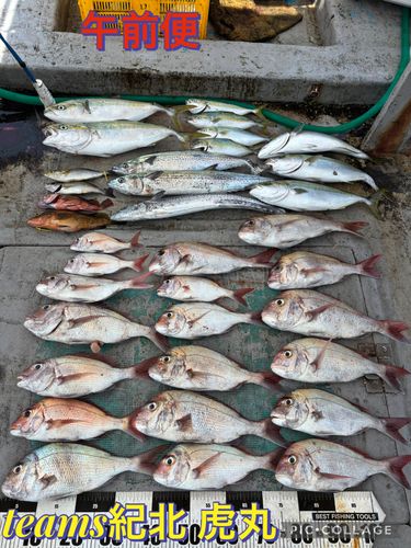タイの釣果