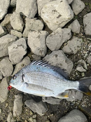 キビレの釣果