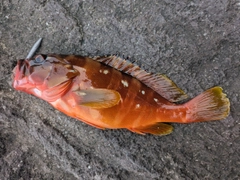 アカハタの釣果