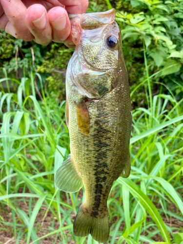 ラージマウスバスの釣果