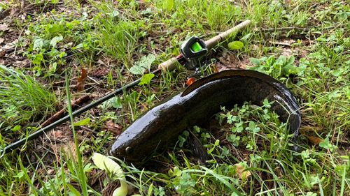 ライギョの釣果