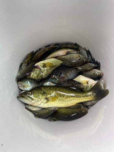 ブルーギルの釣果
