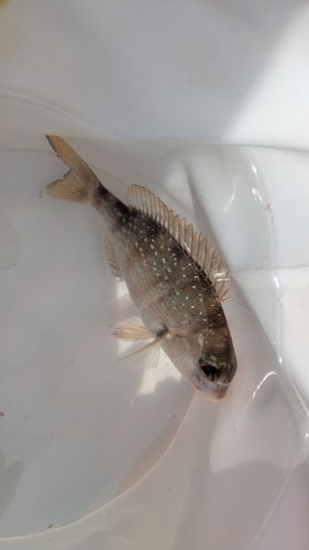 チャリコの釣果