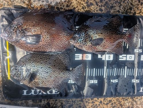 イシガキダイの釣果