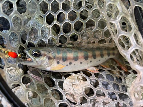 ヤマメの釣果