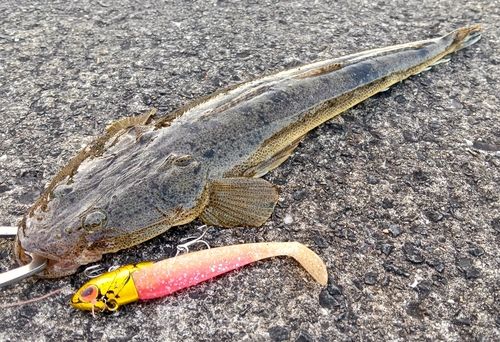 マゴチの釣果