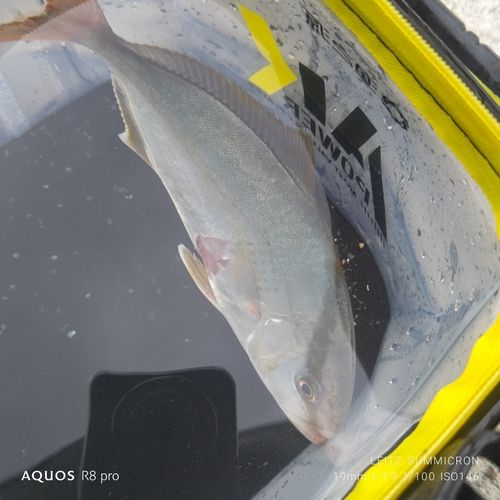 ショゴの釣果
