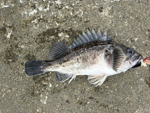 クロソイの釣果
