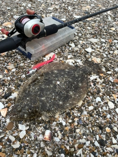ヒラメの釣果