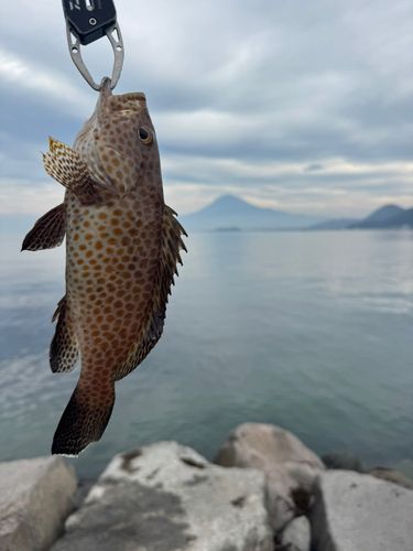 オオモンハタの釣果