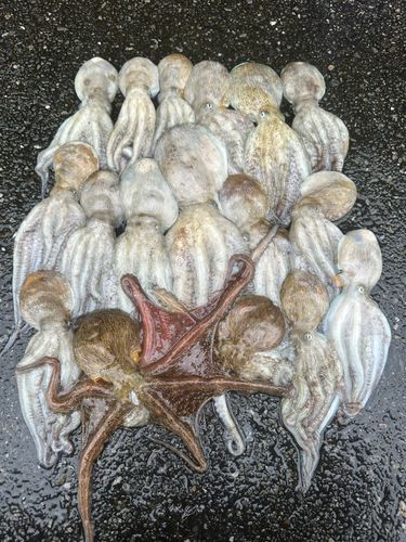 マダコの釣果