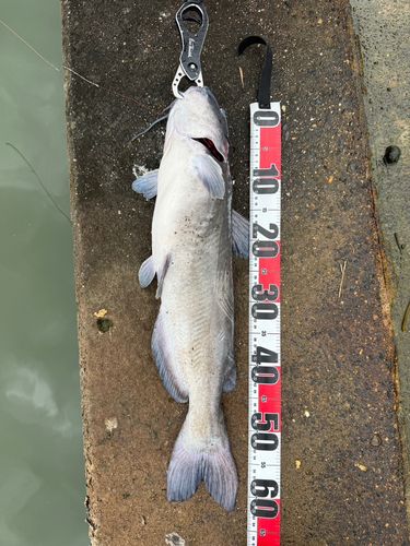 アメリカナマズの釣果