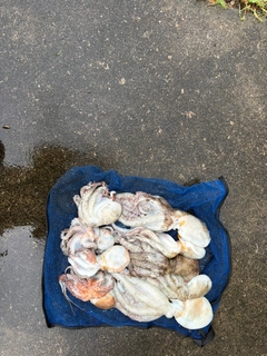 タコの釣果