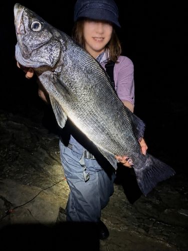 ヒラスズキの釣果