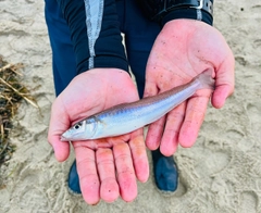 シロギスの釣果