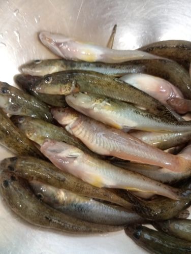 ハゼの釣果