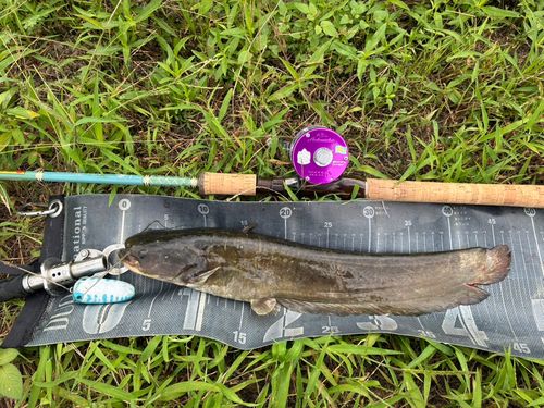 ナマズの釣果