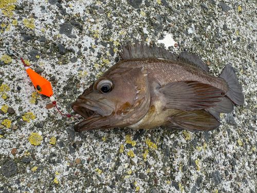 ガヤの釣果