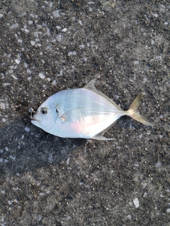 メッキの釣果