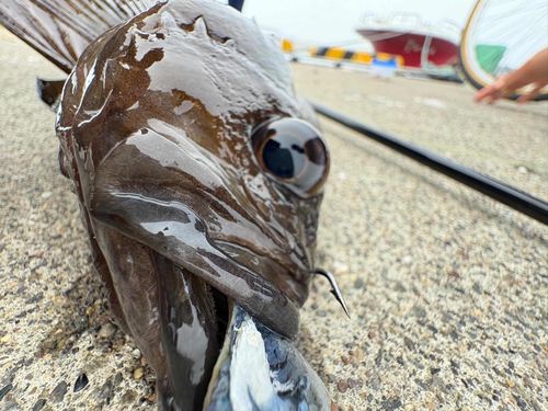 ガヤの釣果