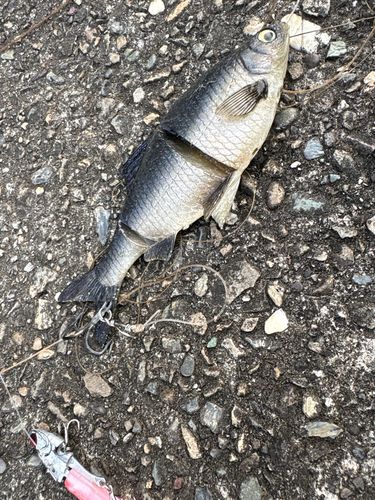 ヒラスズキの釣果