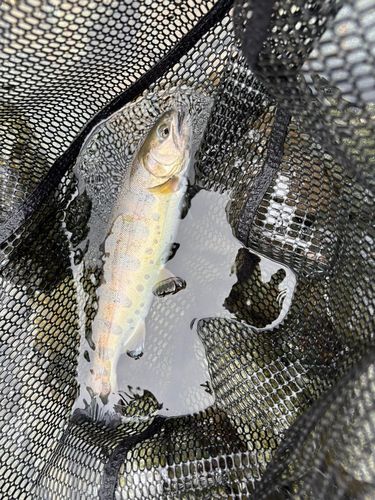 ヤマメの釣果