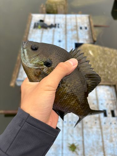 ブルーギルの釣果
