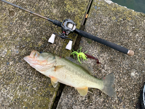 ブラックバスの釣果