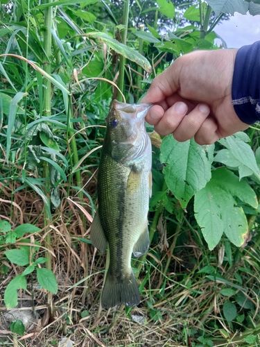 ラージマウスバスの釣果
